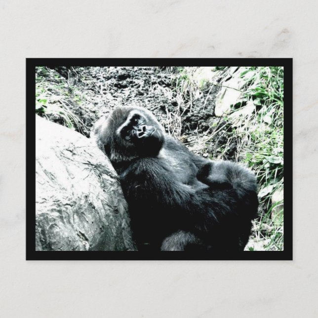 Cartão Postal Gorilla Diva (Frente)