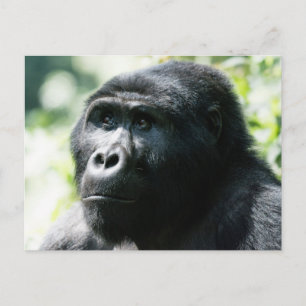 Cartão Postal Gorilla Face To Postcard