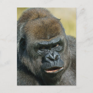 Cartão Postal Gorilla Madre