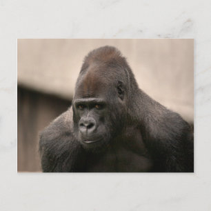 Cartão Postal Gorilla Oscar 8645