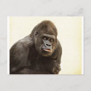 Cartão Postal Gorilla Pout