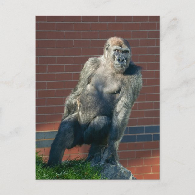Cartão Postal Gorilla Sentado Em Uma Pedra (Frente)