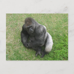 Cartão Postal Gorilla Stare