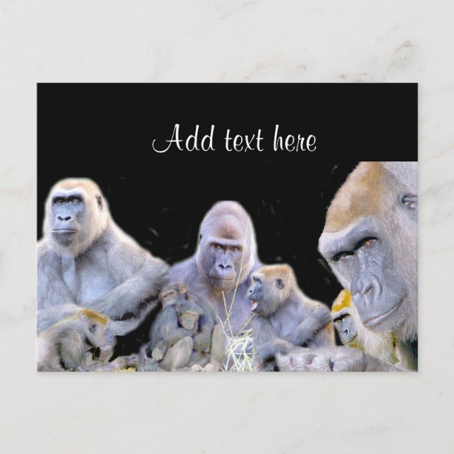 Cartão Postal Gorillas e Chimpanzés_ (Frente)