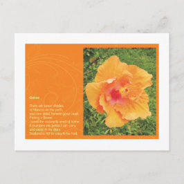 Cartão Postal Gorse
