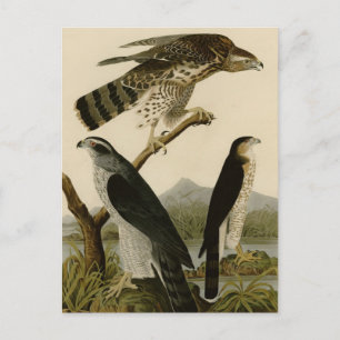 Cartão Postal Goshawk & Stanley Hawk