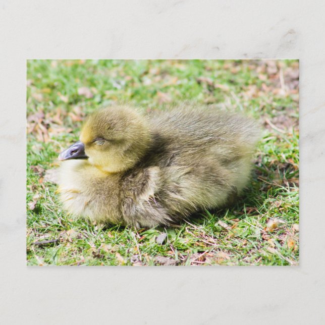 Cartão Postal Gosling Greylag Cute (Frente)