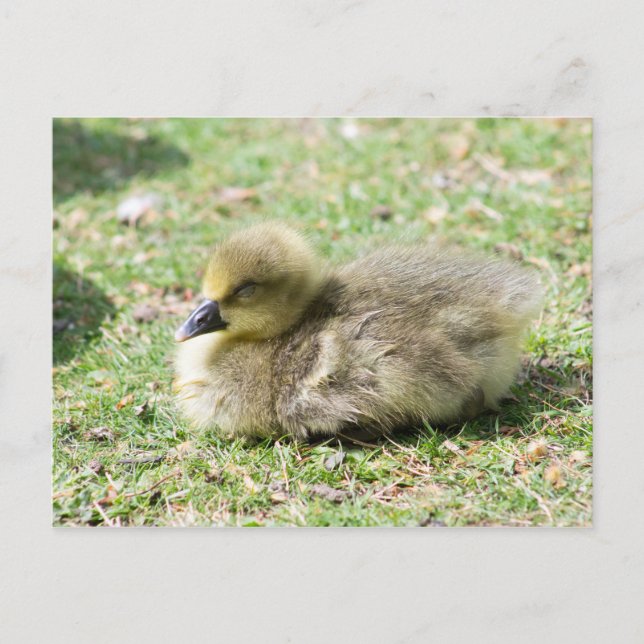 Cartão Postal Gosling Greylag Cute (Frente)
