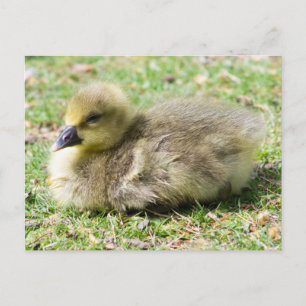 Cartão Postal Gosling Greylag Cute