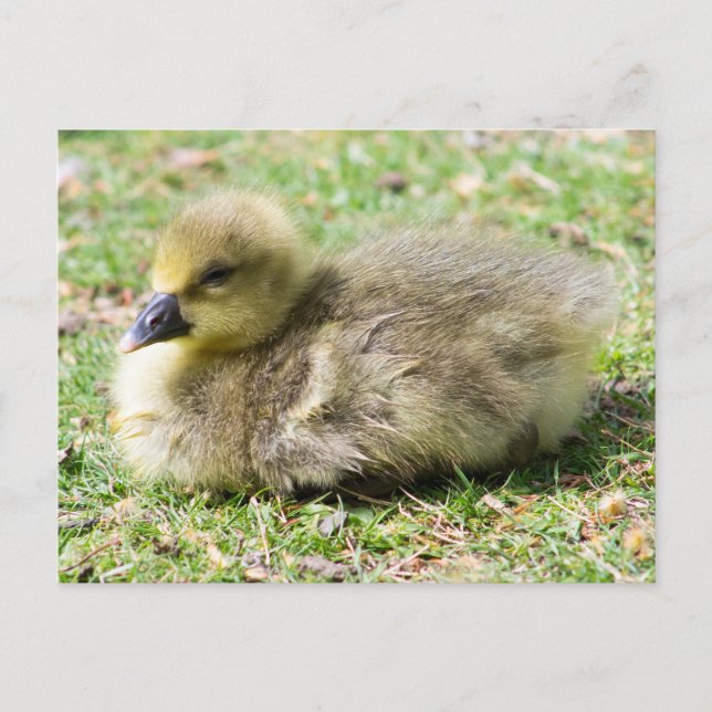 Cartão Postal Gosling Greylag Cute (Frente)