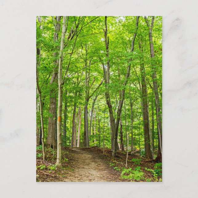 Cartão Postal Gosnell Big Woods Webster, Nova (Frente)
