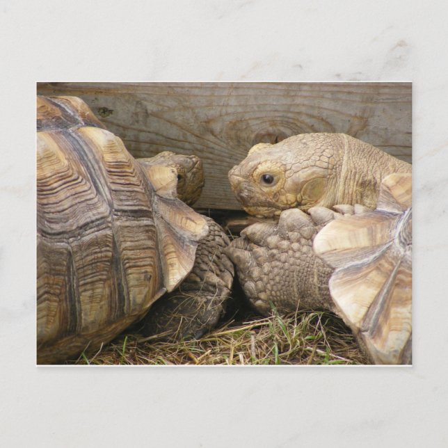 Cartão Postal Gossies Antigos (Frente)