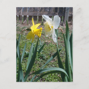 Cartão Postal Gossiping Daffiles