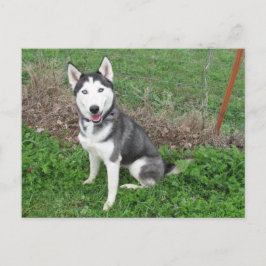 Cartão Postal Gosto