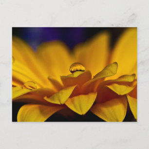 Cartão Postal Gota de Água com Reflexo de Gerbera