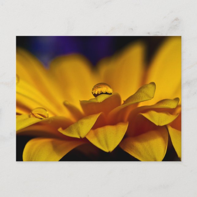 Cartão Postal Gota de Água com Reflexo de Gerbera (Frente)
