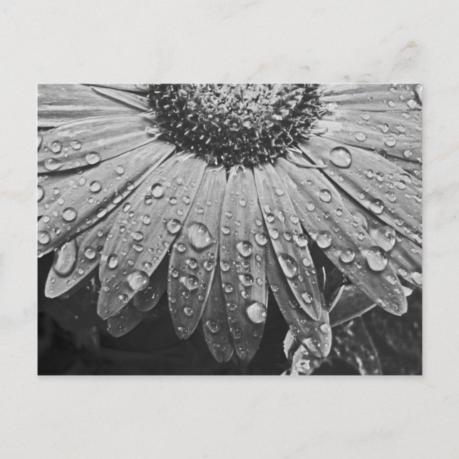 Cartão Postal Gotas cintilando da chuva na flor da margarida (Frente)