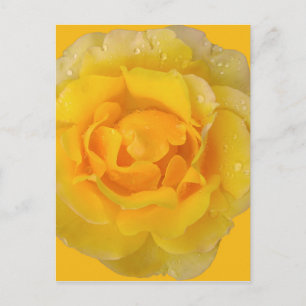 Cartão Postal Gotas de água de rosa amarela romântica