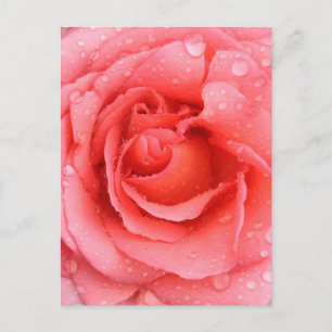 Cartão Postal Gotas de Água de Rosa Rosa Romântica