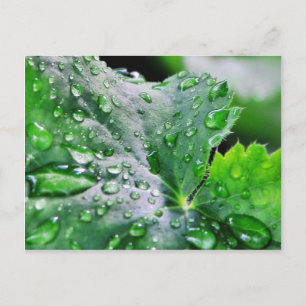 Cartão Postal Gotas de Água Doce Gotas