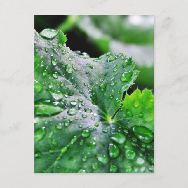 Cartão Postal Gotas de Água Doce Gotas (Frente)