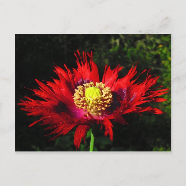 Cartão Postal gotas de chuva (Frente)