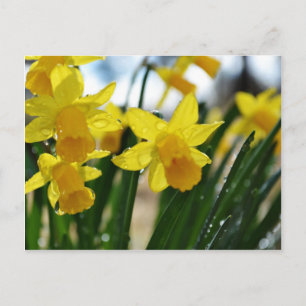 Cartão Postal Gotas de chuva em Daffodils