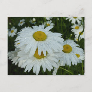 Cartão Postal Gotas de chuva em Daisies Wildflower