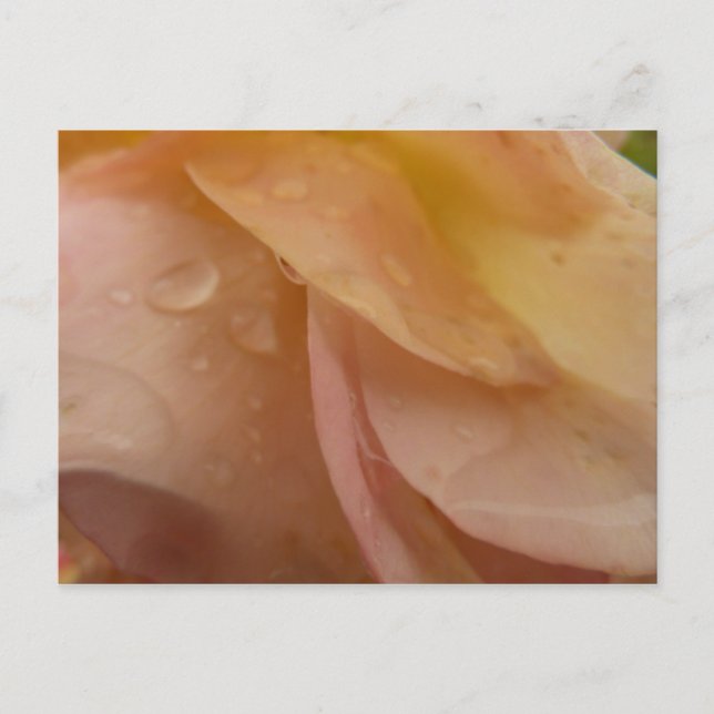 Cartão Postal Gotas de chuva em Rosa Petais Rosa Pêssego Floral (Frente)