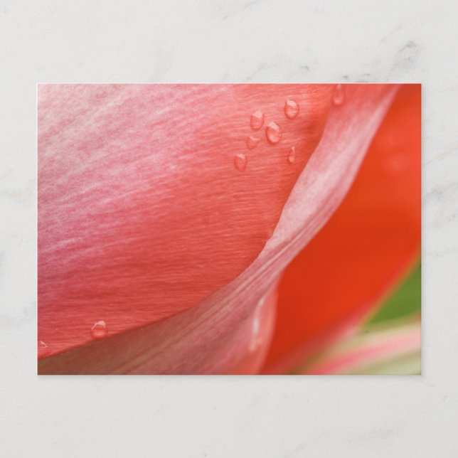 Cartão Postal Gotas de chuva, Primavera cor-de-rosa, Abstrato de (Frente)