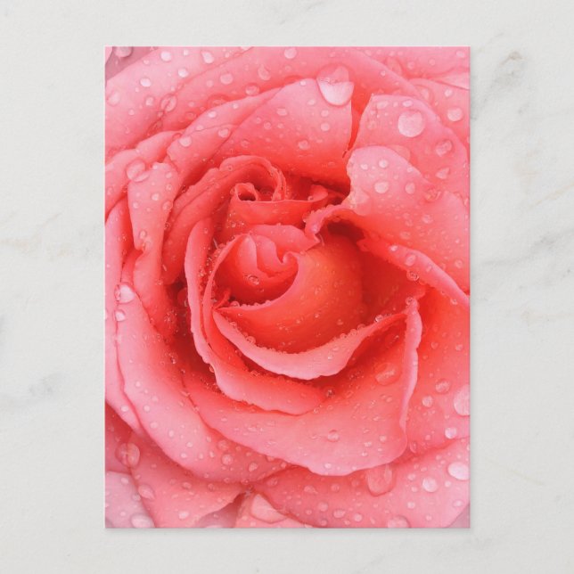 Cartão Postal Gotas Românticas De Água Rosa Rosa (Frente)