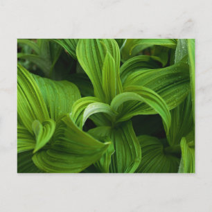 Cartão Postal Gotículas de orvalho numa falsa helabore