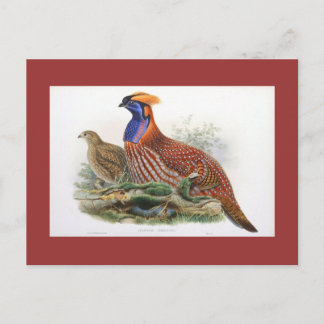Cartão Postal Gould - Faisão Chifre de Temminck