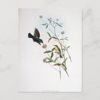 Cartão Postal Gould - Jericho Sunbird