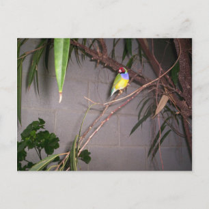 Cartão Postal Gouldian Finch