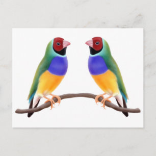 Cartão Postal Gouldian Finch Friends