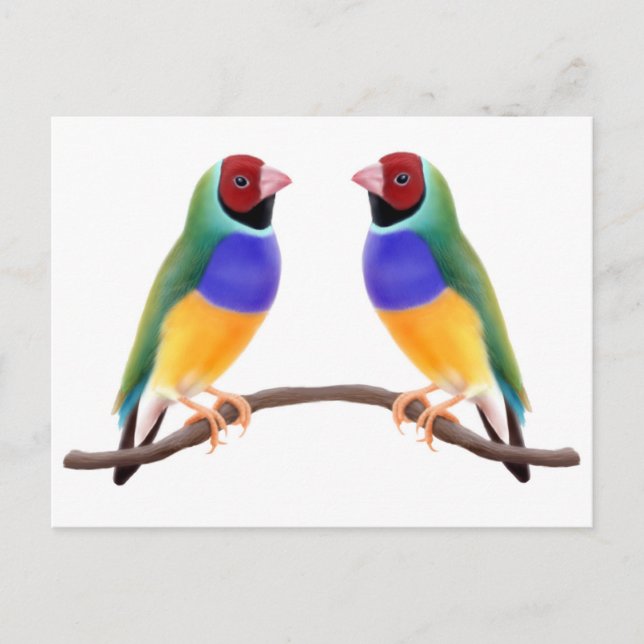 Cartão Postal Gouldian Finch Friends (Frente)