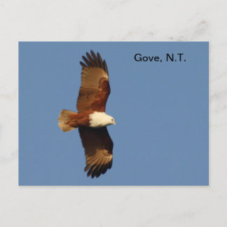 Cartão postal Gove Brahminy Kite