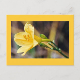 Cartão Postal Grace