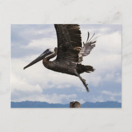 Cartão Postal Graceful Brown Pelican