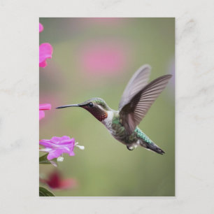 Cartão Postal Graceful Hummingbird - Fotografia da Natureza