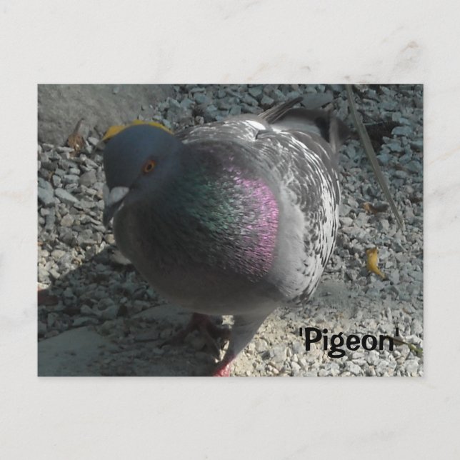 Cartão Postal Graceful Pigeon (Frente)