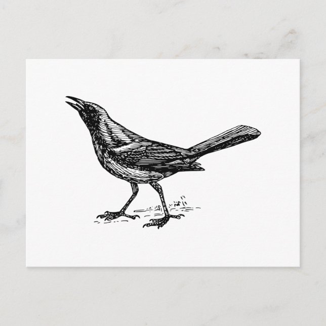 Cartão Postal Grackle Bird Vintage Sketch (Frente)