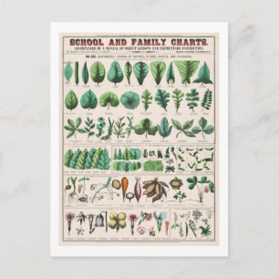 Cartão Postal Gráfico Botânico Vintage: Folhas e Flores