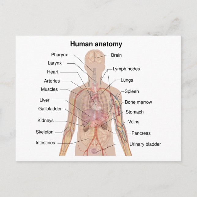 Cartão Postal Gráfico de Anatomia do Corpo Humano Órgãos Interno (Frente)