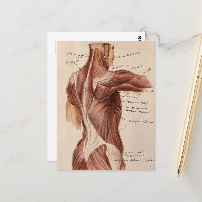Cartão Postal Gráfico de Anatomia Vintage (Frente/Verso In Situ)