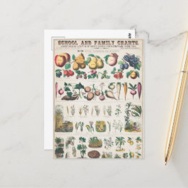 Cartão Postal Gráfico de Educação Botânica Escolar da Vintage 18
