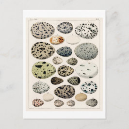 CARTÃO POSTAL GRÁFICO DE OVOS DE AVES DE VINTAGEM POR OKEN NO CA