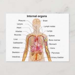 Cartão Postal Gráfico de Principais Órgãos Internos no Corpo 