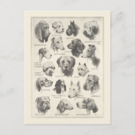 Cartão Postal Gráfico de raças de cães-vintage